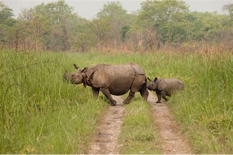 3 Tips for Photographing Rhinos in Nepal