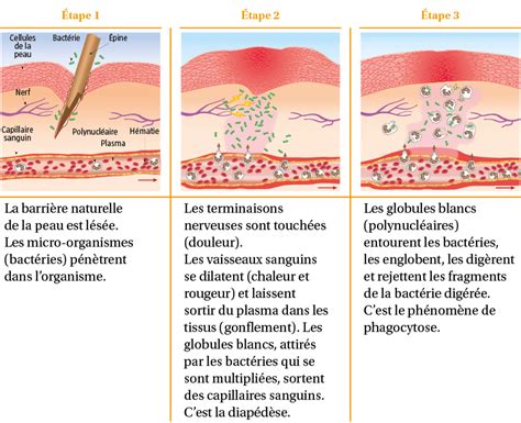 Module C7 Le suivi de la santé au travail digiSchool