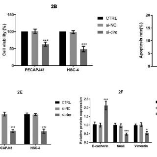 Circ Knock Down Induced Apoptosis And Inhibited Migration