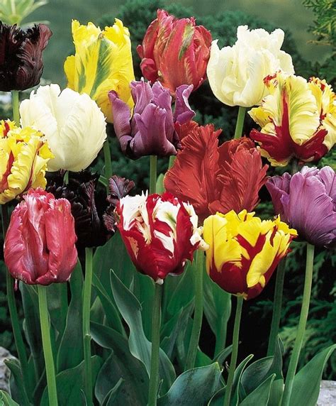 Parrot Tulip Mixture Parrot Tulips Tulips Fall 2014 Flower Bulbs