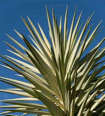 Yucca D Ext Rieur Conseils Et Entretien Truffaut