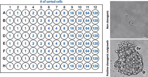 Setup Of Facs Based Limiting Dilution Assay 96 Well Plate Elda Layout Download Scientific