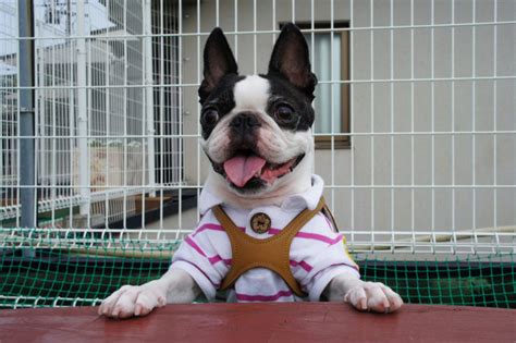 Boston Terrier Opis Rasy Cena Hodowla Charakter PetPortal Pl