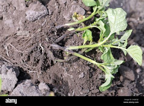 Potato Plant Heavily Infested By Potato Blackleg Disease Caused By Pathogens Bacteria