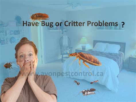 Bed Bugs Pest Control Canada Companies, Bed bug Exterminator Services ...