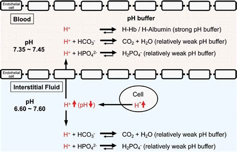 Body Fluid Ph Balance In Metabolic Health And Possible Benefits Of