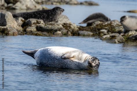 Bearded Seal In The Arctic Svalbard Norway Bearded Seals Are The