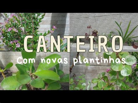 Plantas Novas No Canteiro Da Minha M E Plantas Flores Plantasdesol