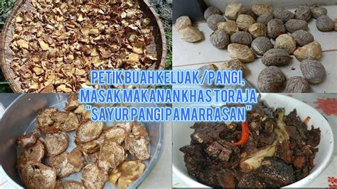 Petik Dan Mengolah Buah Keluak Pangi Dimasak Masakan Toraja Sayur