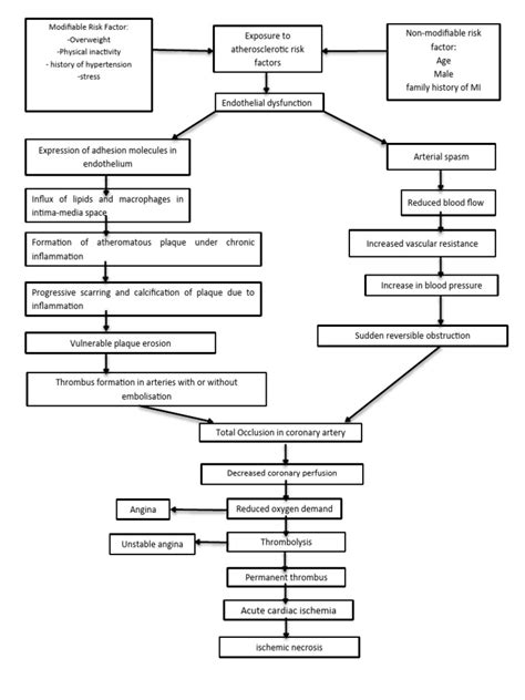 Pathophysiology STEMI | PDF | Myocardial Infarction | Ischemia