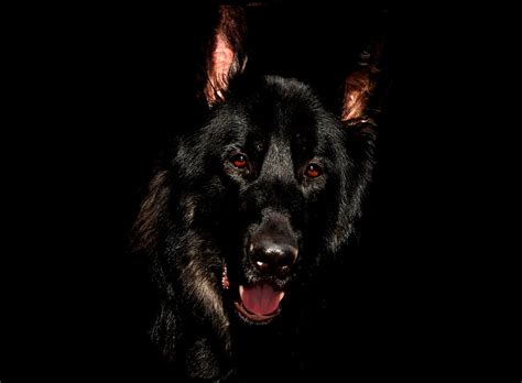 Free photo: Alsatian, Black, Eyes - Free Image on Pixabay - 344065