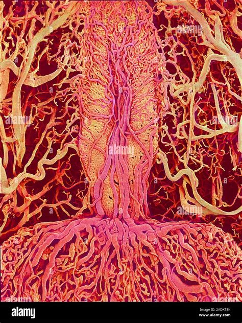 Pituitary Gland Coloured Scanning Electron Micrograph Sem Of A Rat S