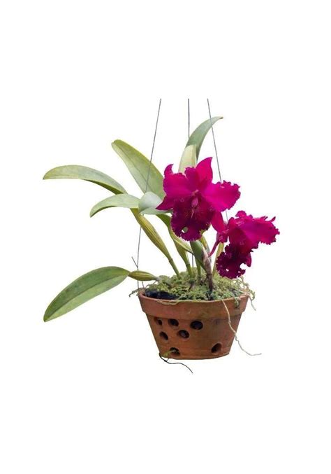 Orchidea Cattleya Semplici Cure GebEarth