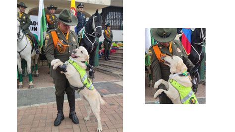 Mell El H Roe Canino De La Unidad Antiexplosivos Se Retira Tras Cinco