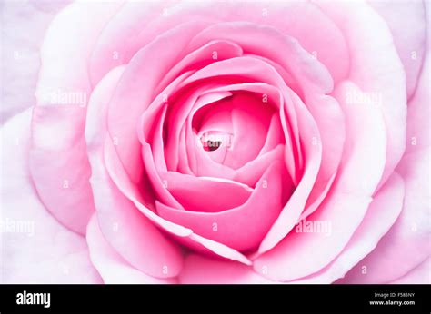 Pink rose close-up Stock Photo - Alamy