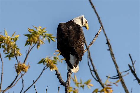 Birds of Prey | Escarpment Magazine