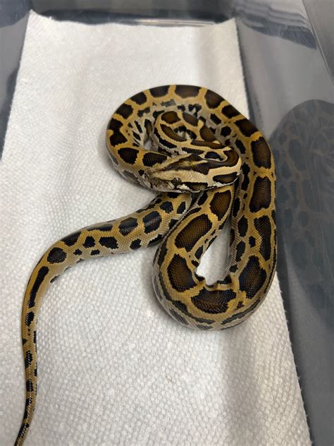 Normal Burmese Python By The Burmdonor Morphmarket