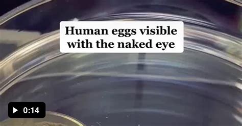 Human Eggs Presentation Gag