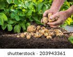 potato fields  stock photo public domain pictures
