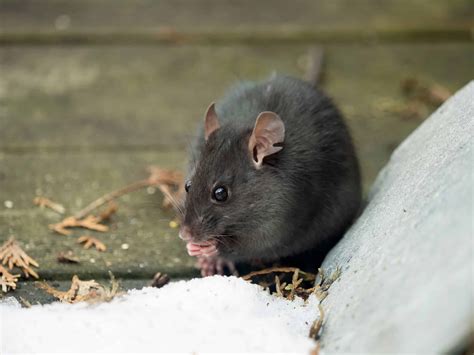 Palm Rat Pictures - AZ Animals