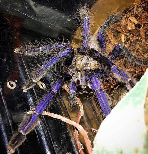 Singapore Blue Tarantula Lampropelma Violaceopes Tarantula Friendly