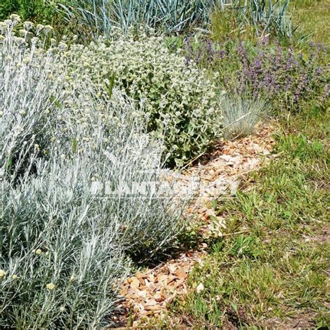 HELICHRYSUM Italicum Ssp Serotinum