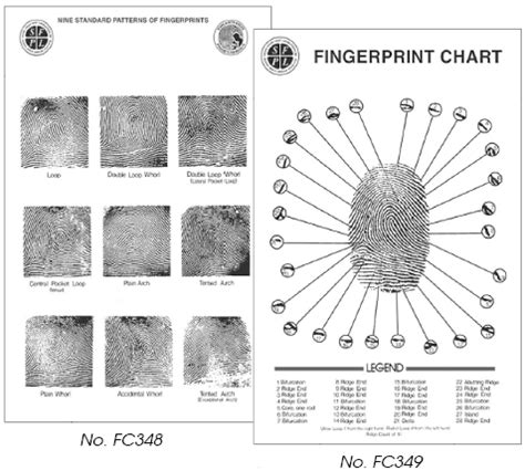 Fingerprint Types Chart