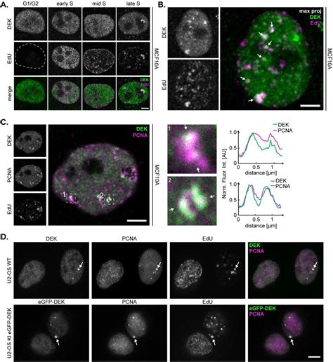 Non Transformed Cell Line Mcf10a | ATCC | Bioz