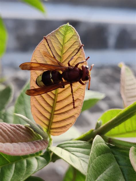 Fly Honeybee Bee - Free photo on Pixabay - Pixabay