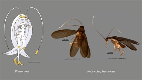 New species of cockroach in Singapore named after Pokémon