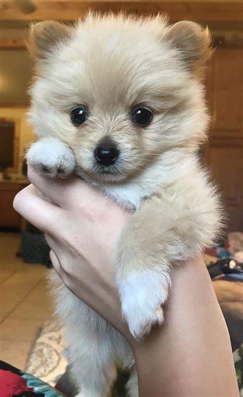 Worlds Cutest Puppy Breed