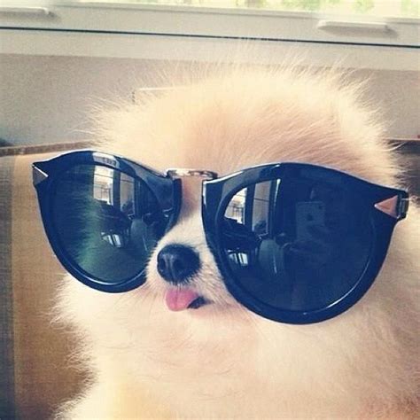 Photos 21 Cute Dogs Wearing Sunglasses Funny Animals Cute Animals