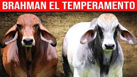 Raza Brahman Temperamento Ganado De Engorde Youtube