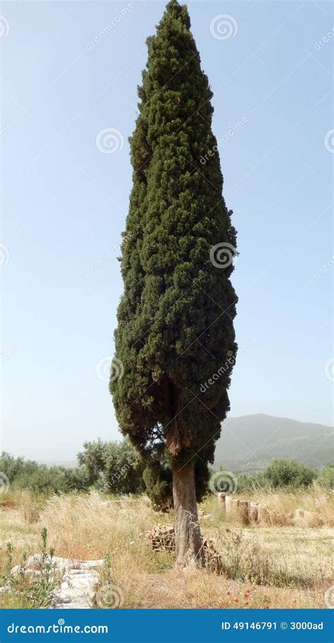 Columnar Cypress Tree Stock Image Image Of Nature Culture 49146791