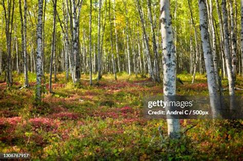 Alaska Birch Trees Photos and Premium High Res Pictures - Getty Images