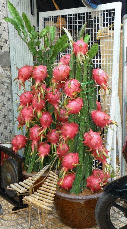 Dwarf dragon fruit plant