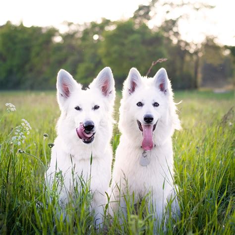 120+ White Fluffy Dog Names - Hey, Djangles.