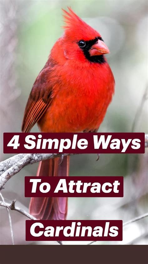 Proven Ways To Attract Cardinals To Feeders Backyard Birds