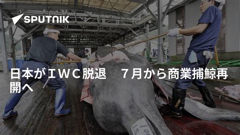 日本がiwc脱退 7月から商業捕鯨再開へ 2019年6月30日 Sputnik 日本