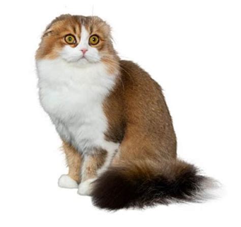 Шотландская вислоухая | Purina
