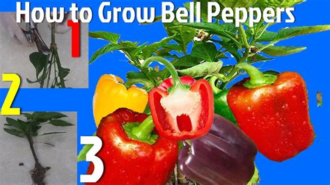 Instructions For Growing Bell Peppers Easily How To Grow Bell Peppers