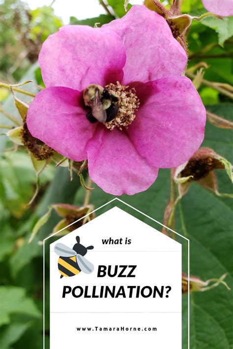 What Is Buzz Pollination Tamara Tamawi Horne Pollination Nature