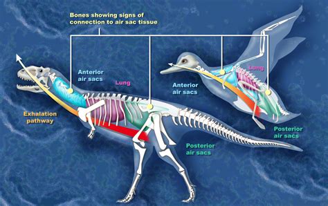 How Did Dinosaurs Evolve Into Birds? - Geology In