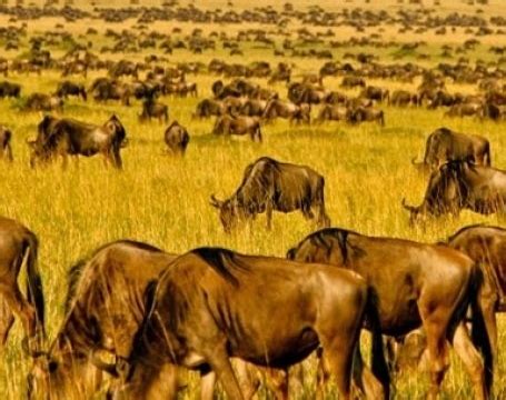 Wildebeest Migration Tour Packages Meru Slopes Tours