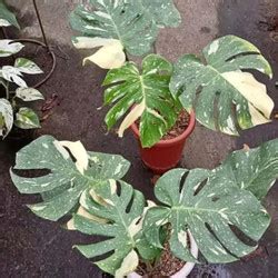 Jual Monstera Thailand Variegata Monthai Kab Bogor Fana Store