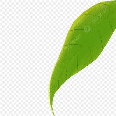 Descarga De Hoja Verde De Planta De Dibujos Animados Png Hojas De