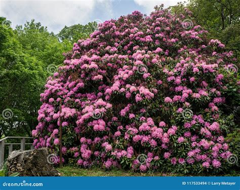 Giant Catawba Rhododendron Shrub in Full Bloom Stock Photo - Image of blooms, american: 117533494