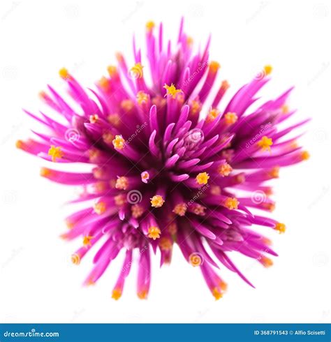 Globe Amaranth In Garden Stock Photography | CartoonDealer.com #65642252