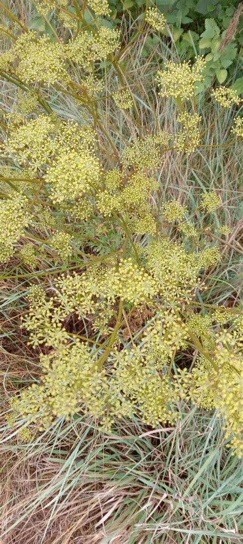 Peucedanum Alsaticum L World Flora Pl Ntnet Identify