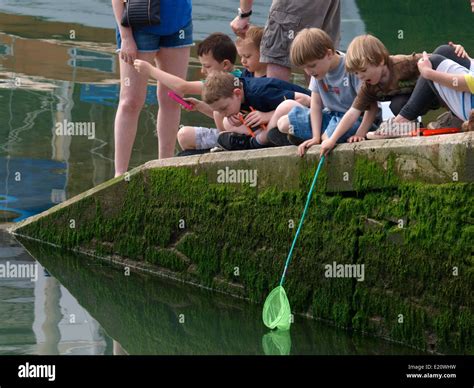 Children Crabbing On The Slipway At Padstow Harbour Cornwall Uk Stock